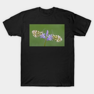 Two Orange Tip Butterflies on a Bluebell Flower T-Shirt